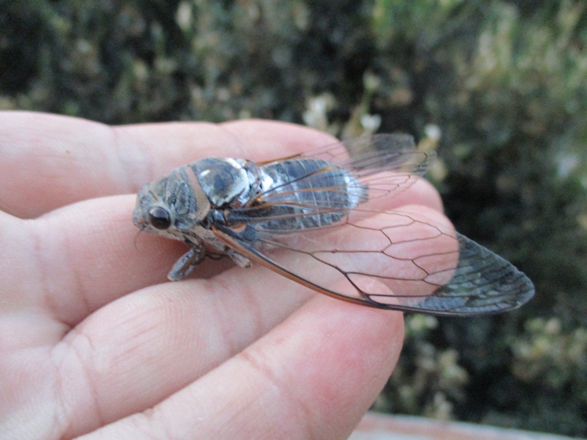 Цикады в Турции