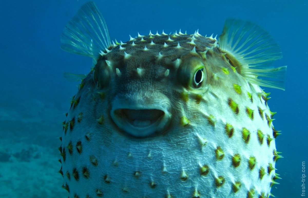 Ядовитая рыба фугу