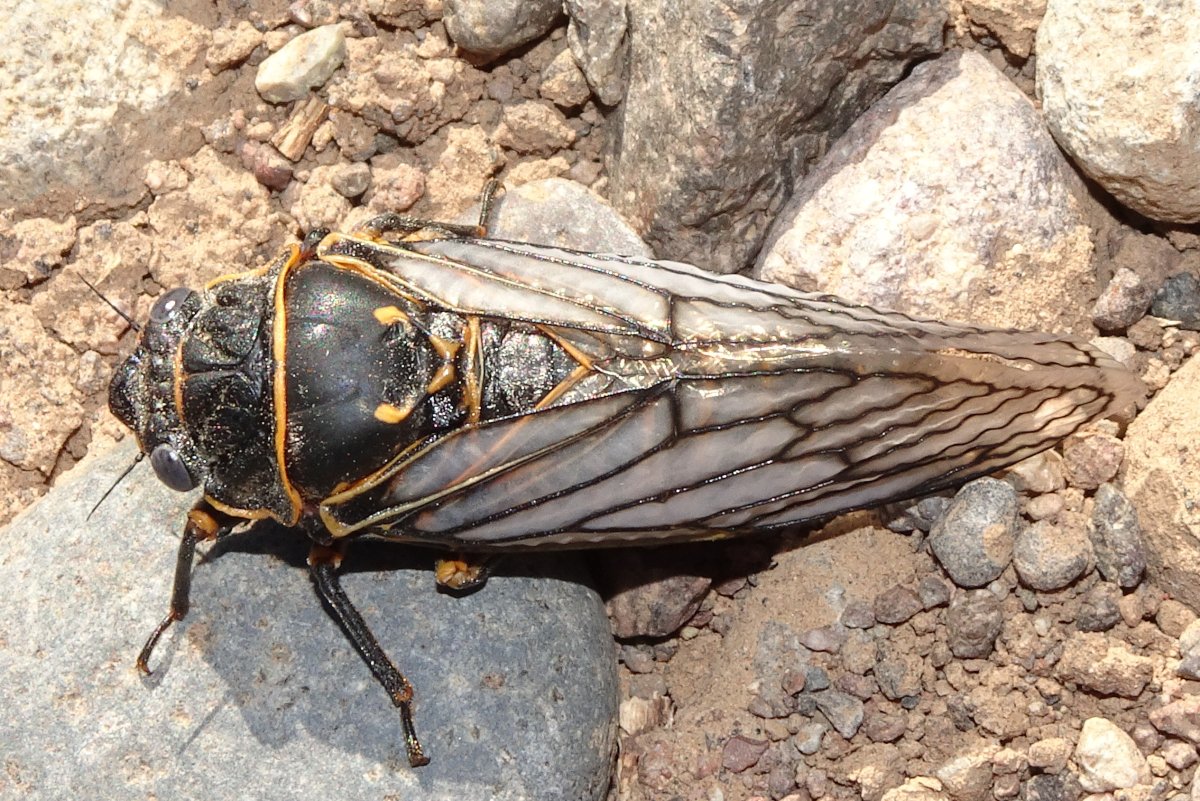 Цикада Ясеневая — Cicada orni