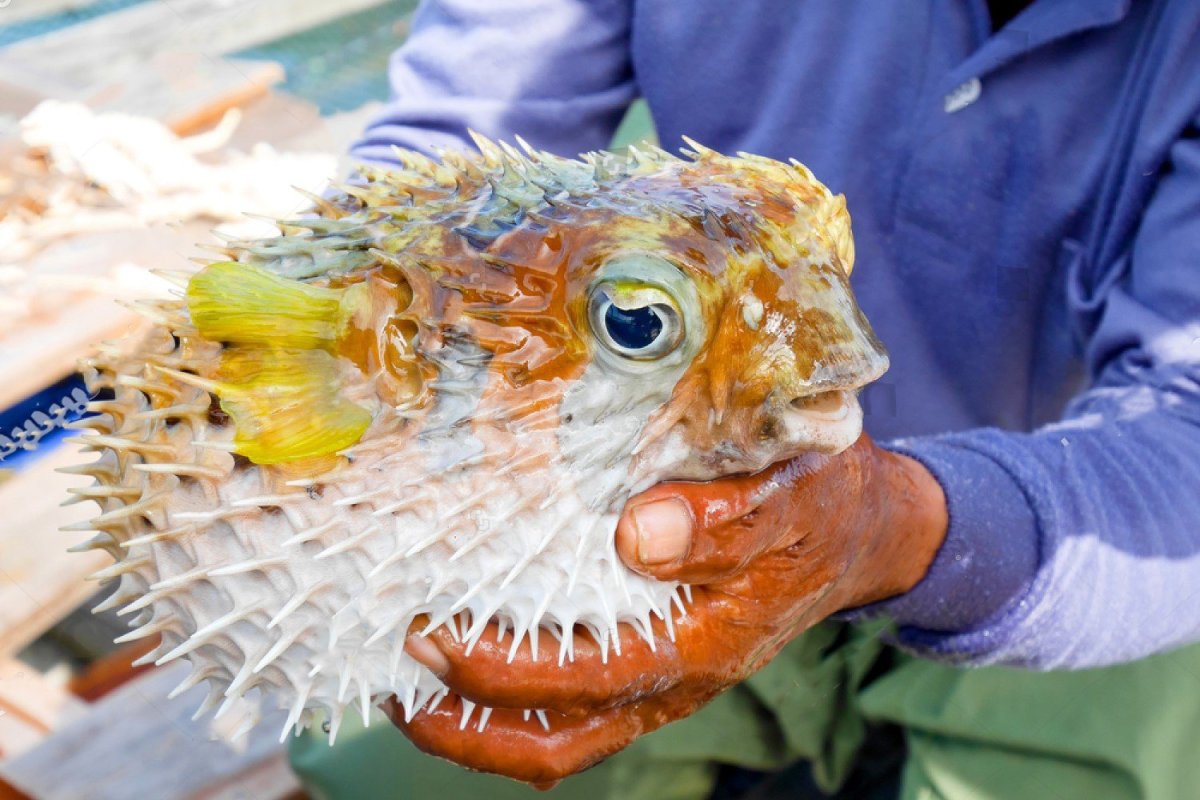 Самая ядовитая рыба в мире фугу