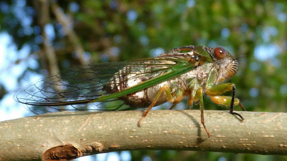 Цикада Бали