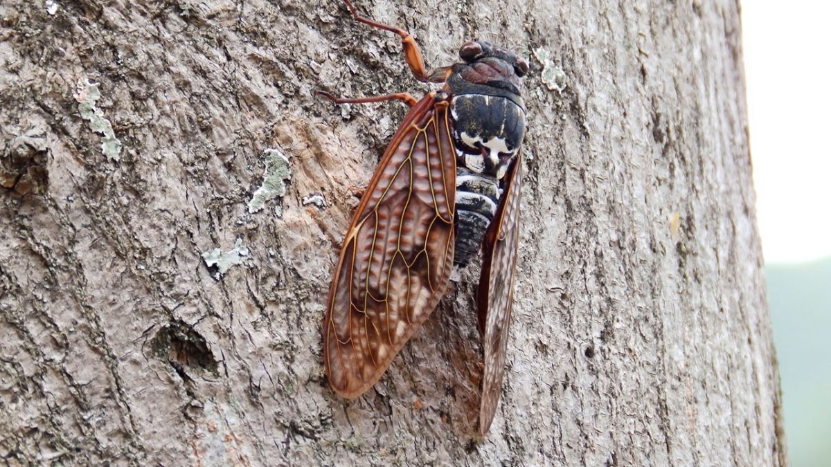 Стрекот цикад