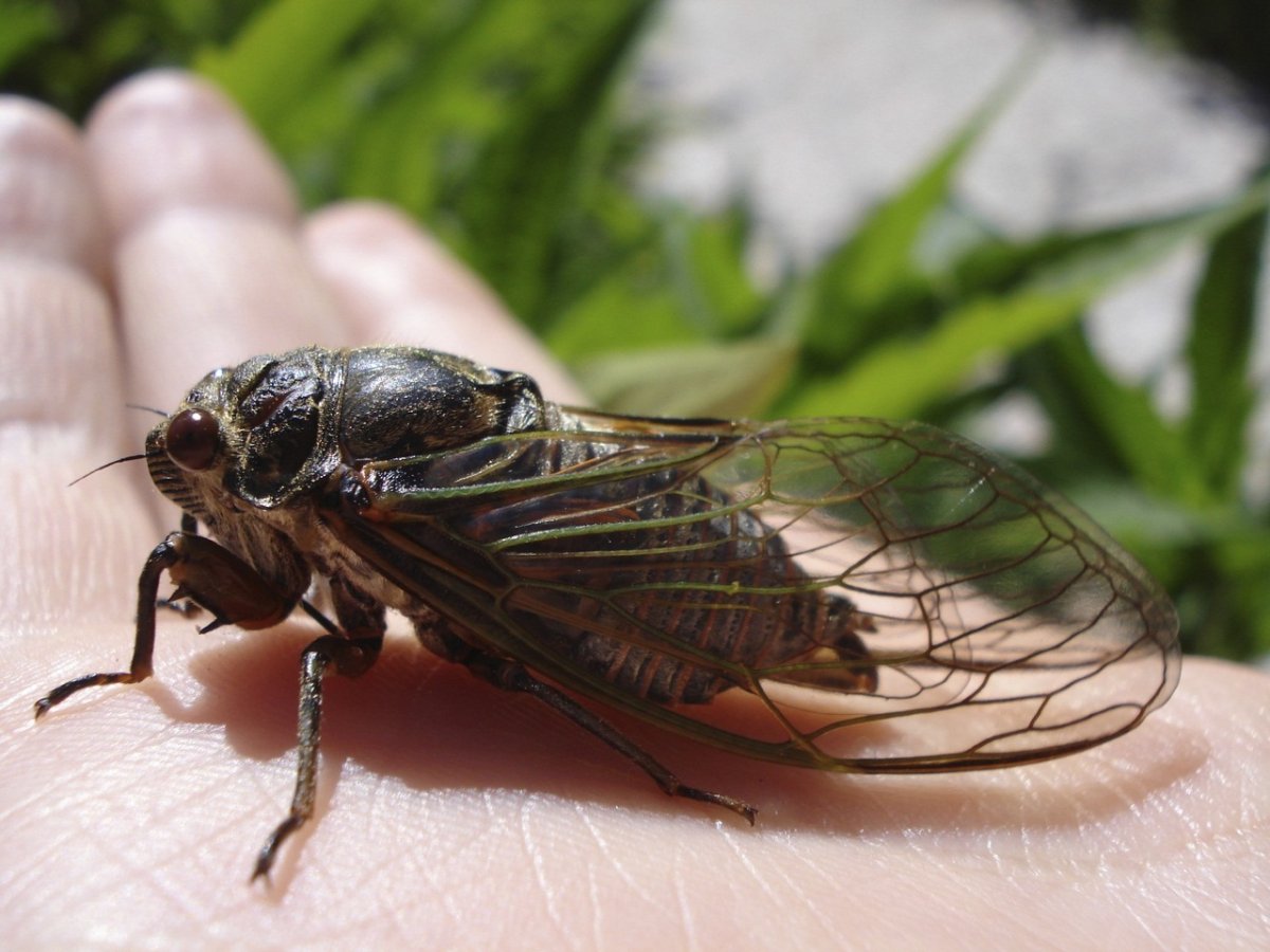 Кокон цикады