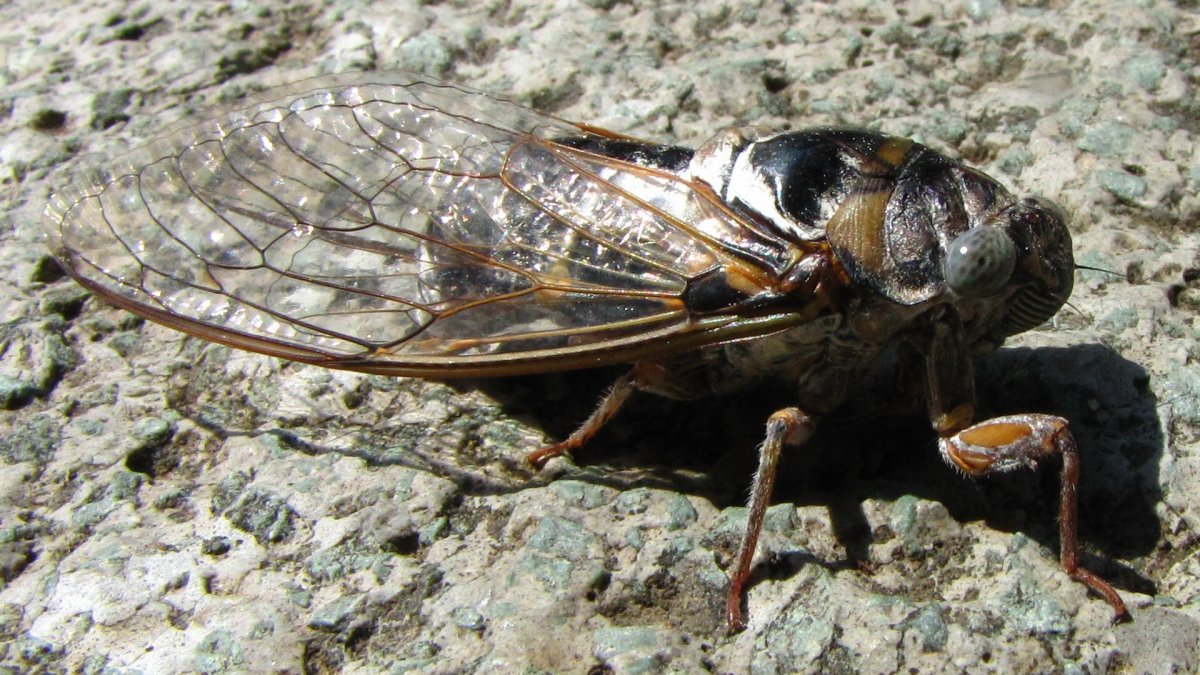 Цикада Изумрудная