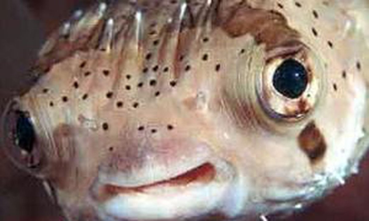 Иглобрюх рыба фугу