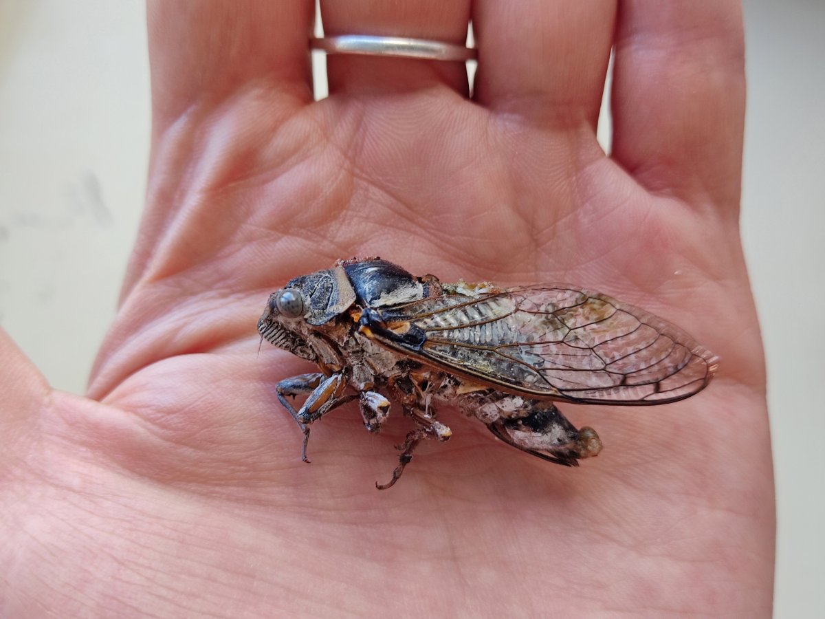 Цикада насекомое Турция