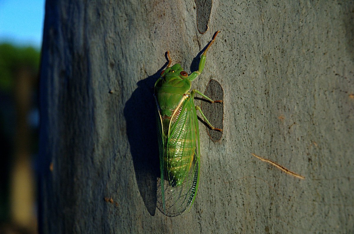 Царственная цикада