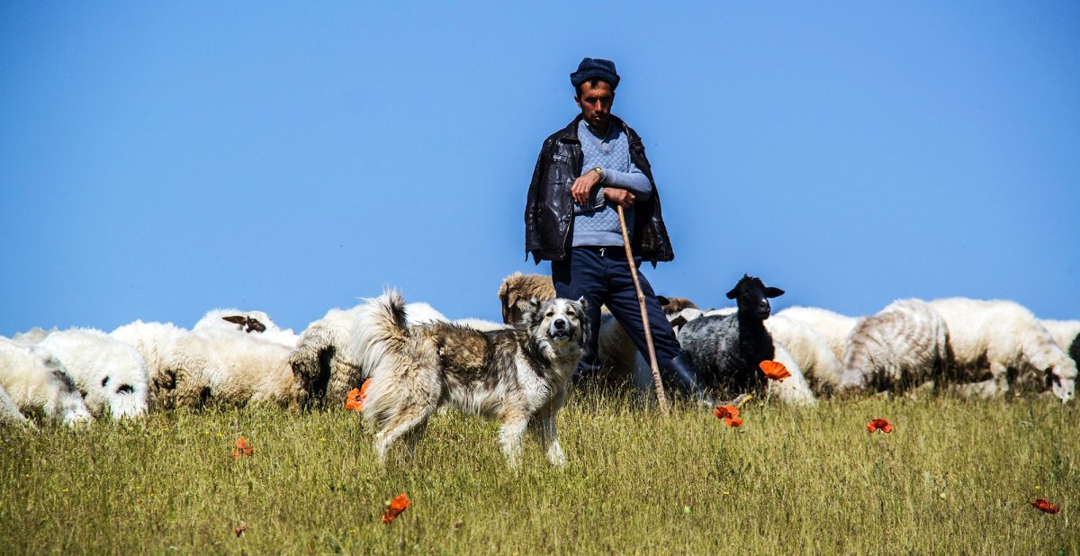 Чобан пастух