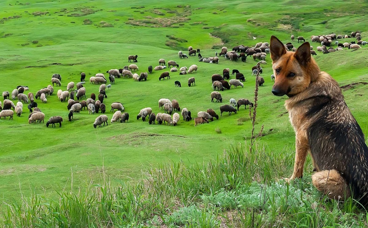 Овчар пастух