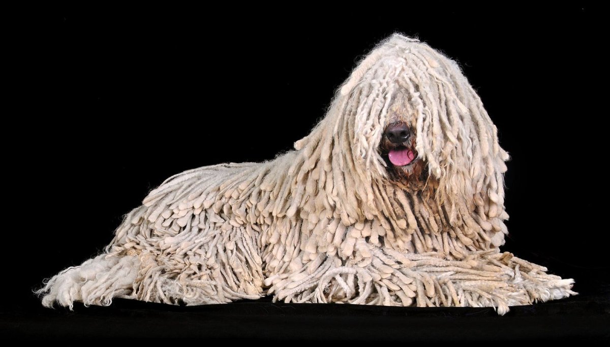 Порода Комондор на белом фоне