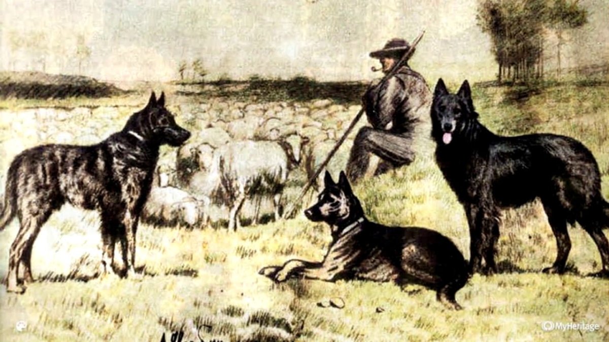 Пастушья служба немецкой овчарки