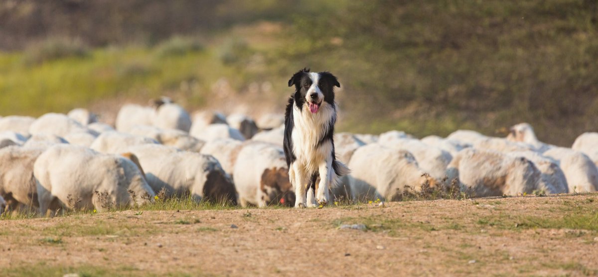 Бордер колли пасет овец