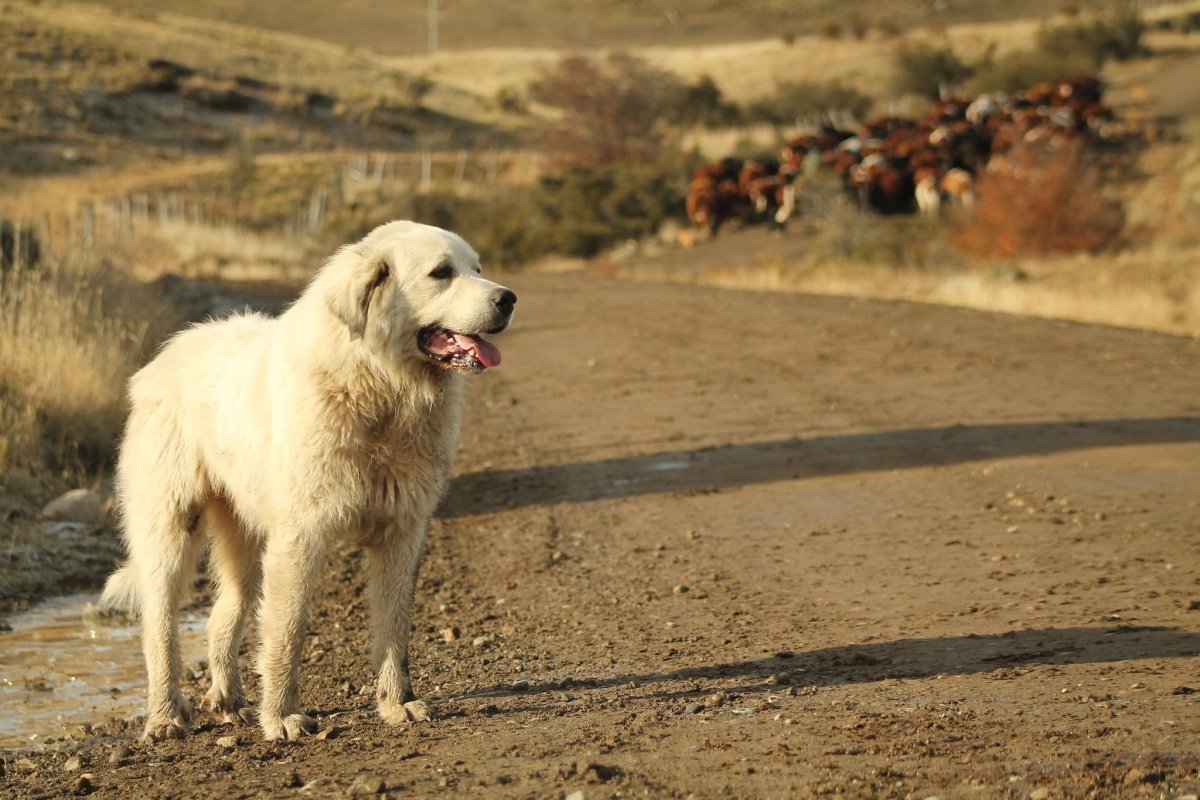 Турецкая овчарка Акбаш