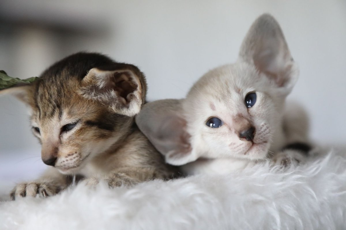 Ориентал котенок