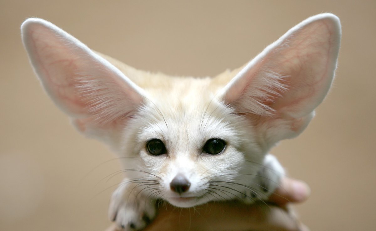 Fennec охотница
