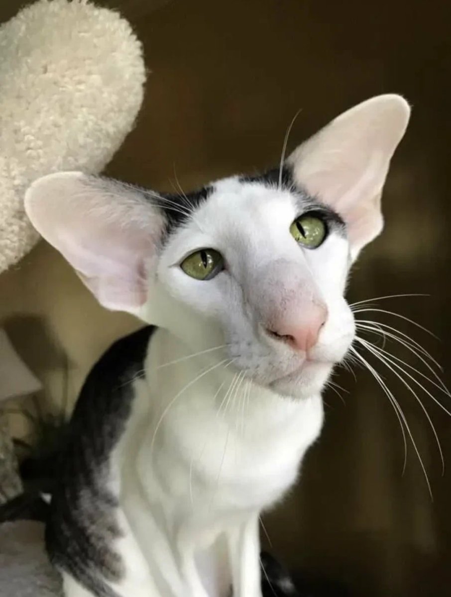 Ориентальная кошка (Ориентал)