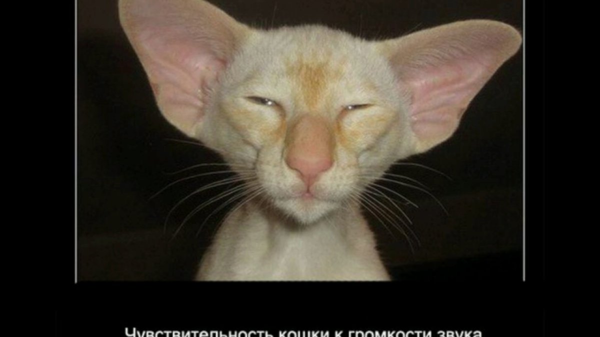 Шутки про уши