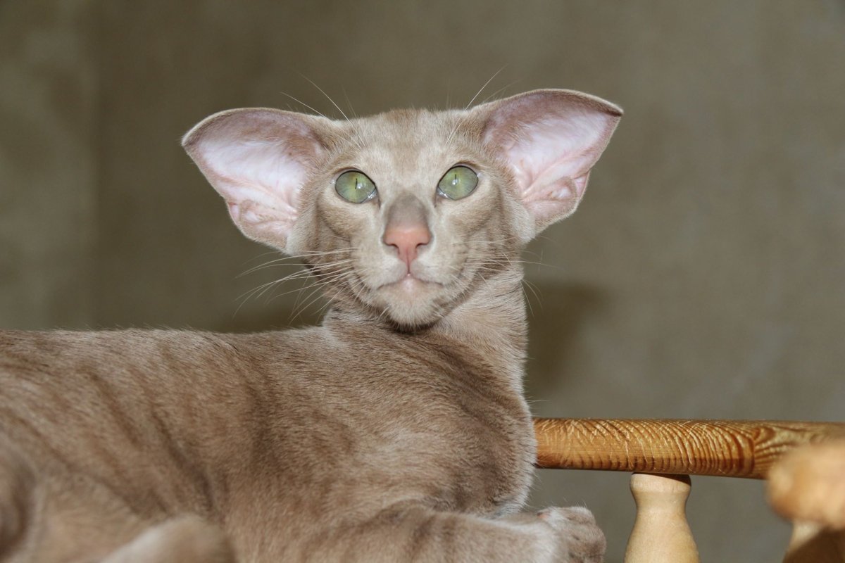 Порода кошек Ориентал