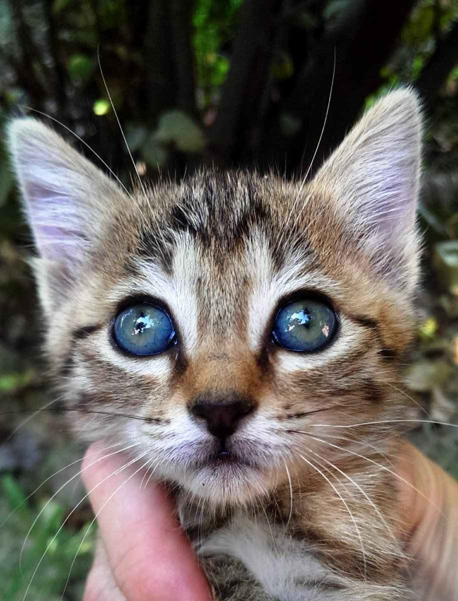 Ушастый котенок