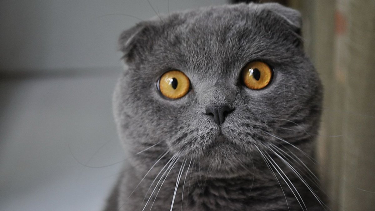 Шотландский вислоухий кот серый