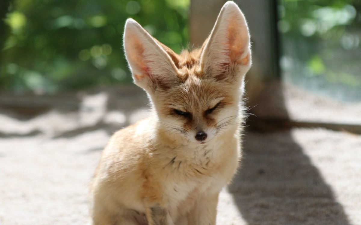 Злая Лисичка фенек