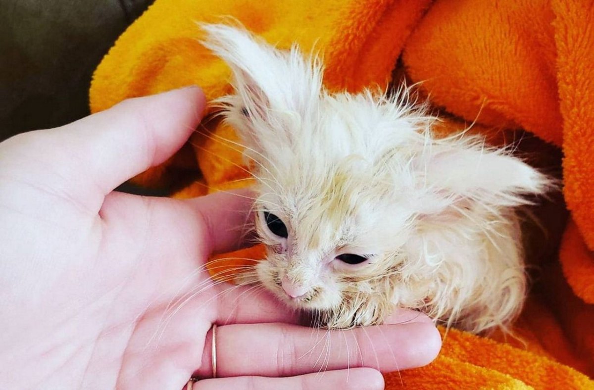 Кот заморыш