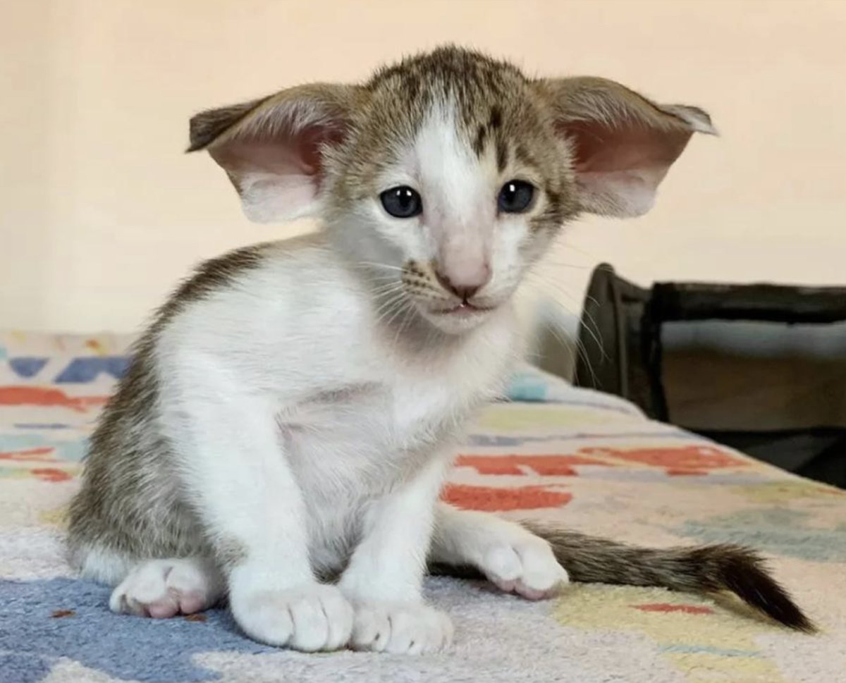 Лапоухий абобус