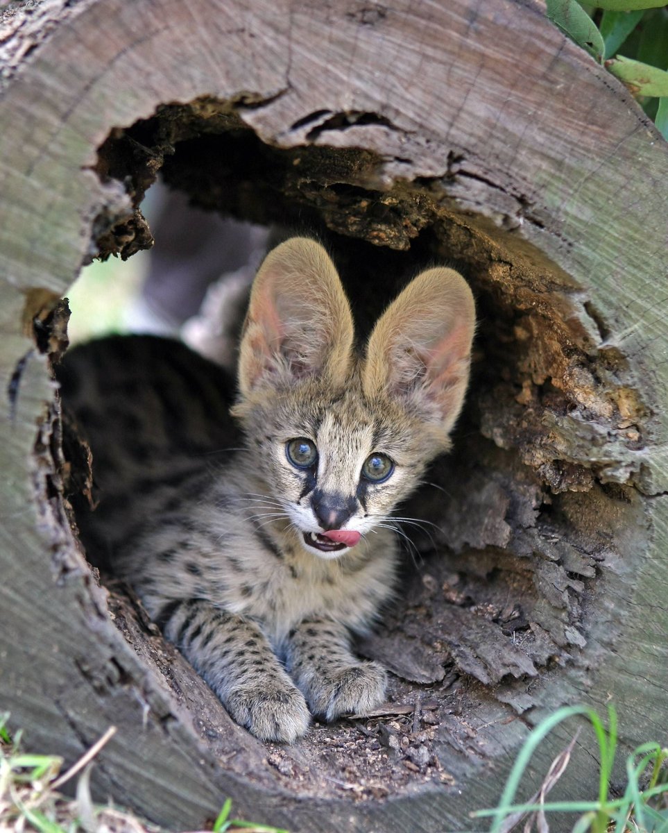 Кошка ушастая сервал