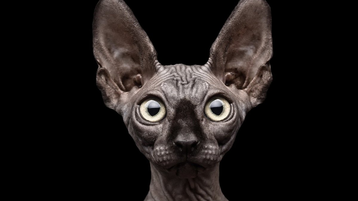Сфинкс кошка