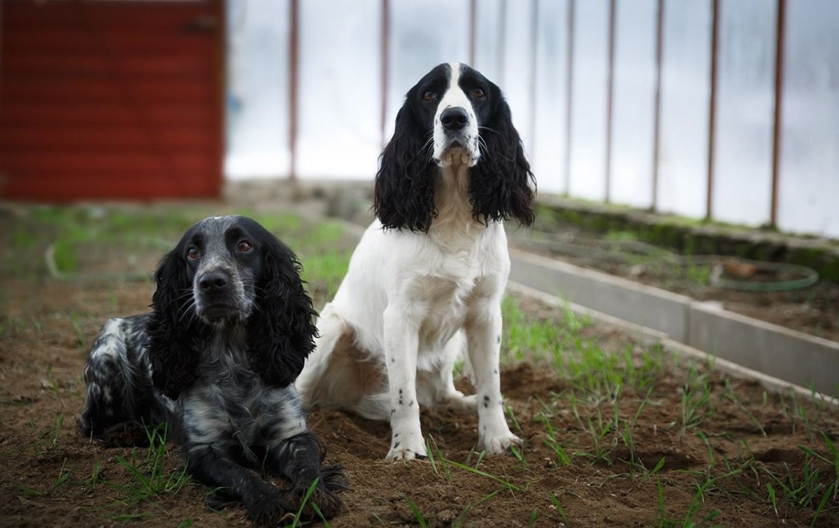 Русский охотничий спаниель черно Пегий