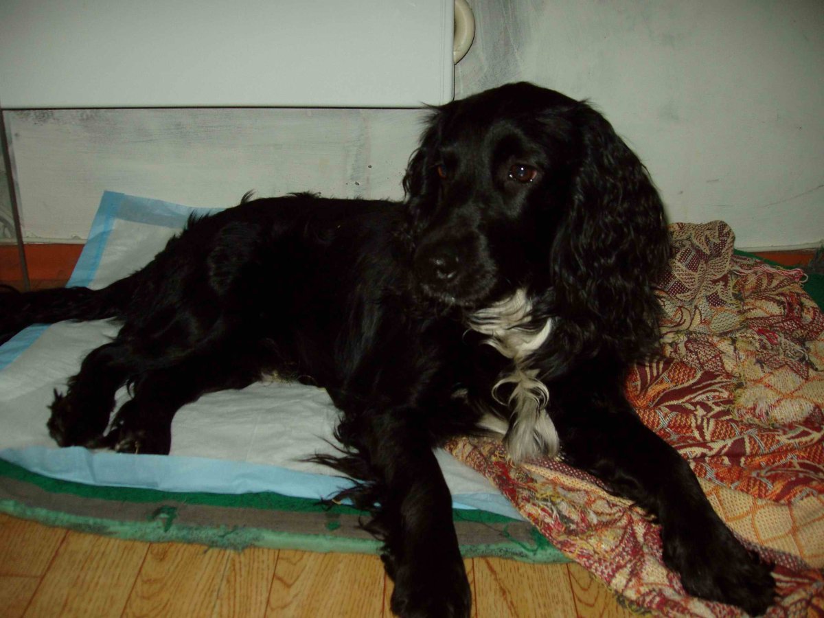 Русский охотничий спаниель гладкошерстный
