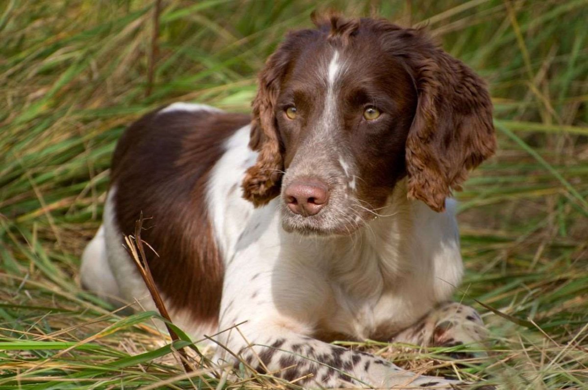 Русский охотничий спаниель чёрный Триколор