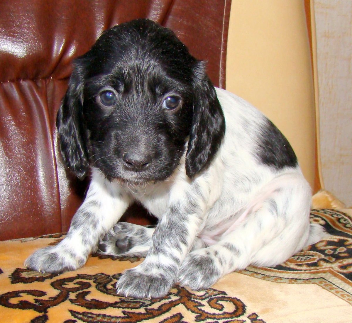 Русский охотничий спаниель коричневый