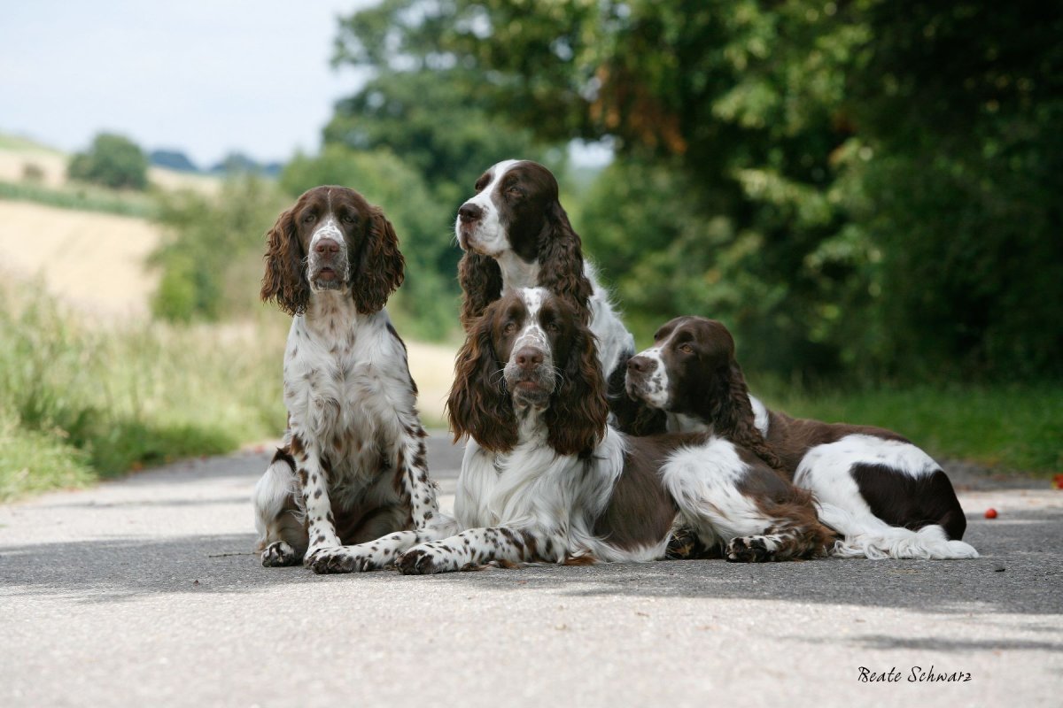 Кокер спаниель Пегий