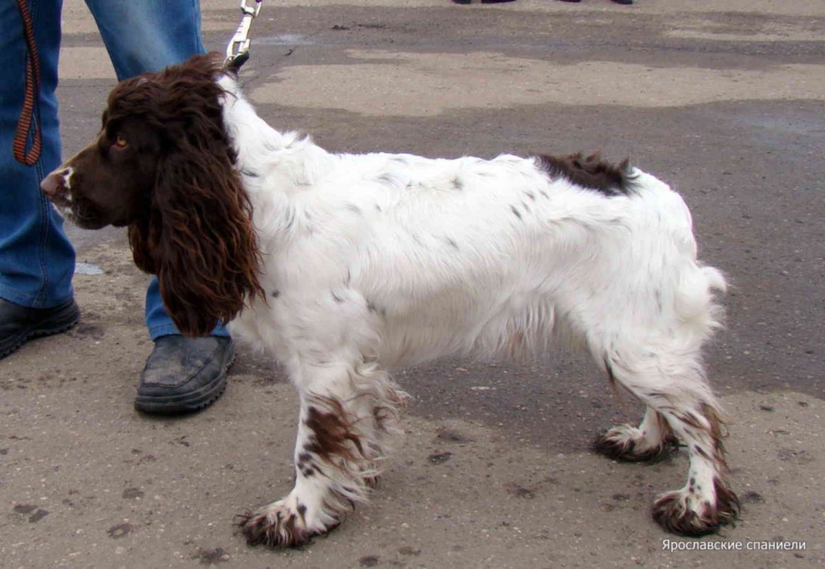 Русский охотничий спаниель норная