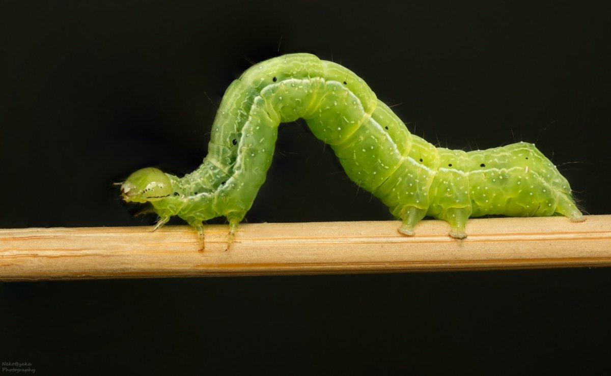 Orthosia Gothica гусеница