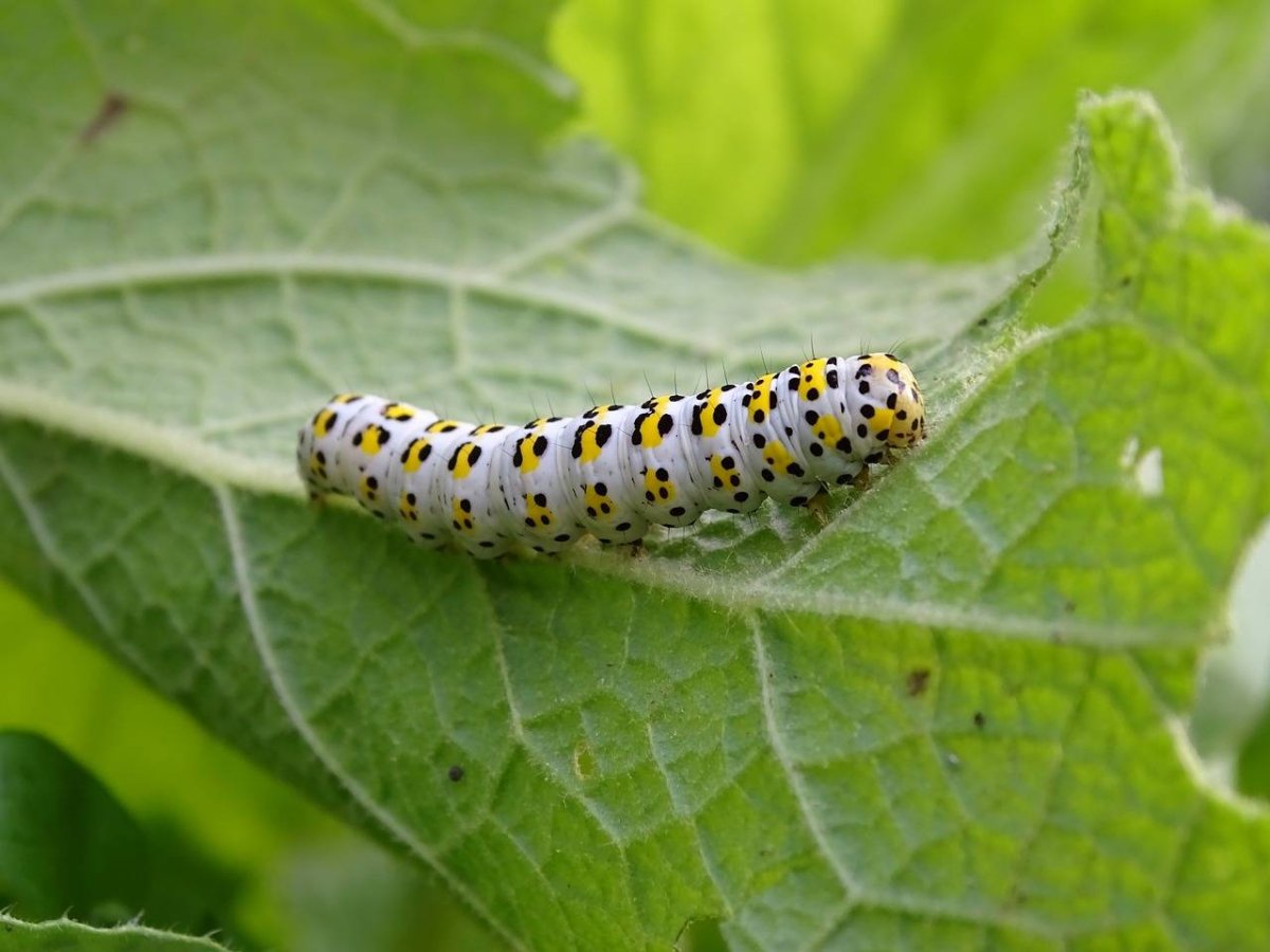 Урания Мадагаскарская гусеница