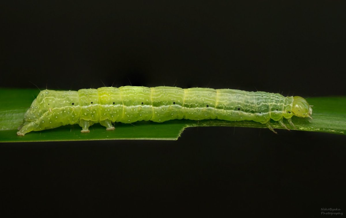 Гусеница Катерпиллер бабочка