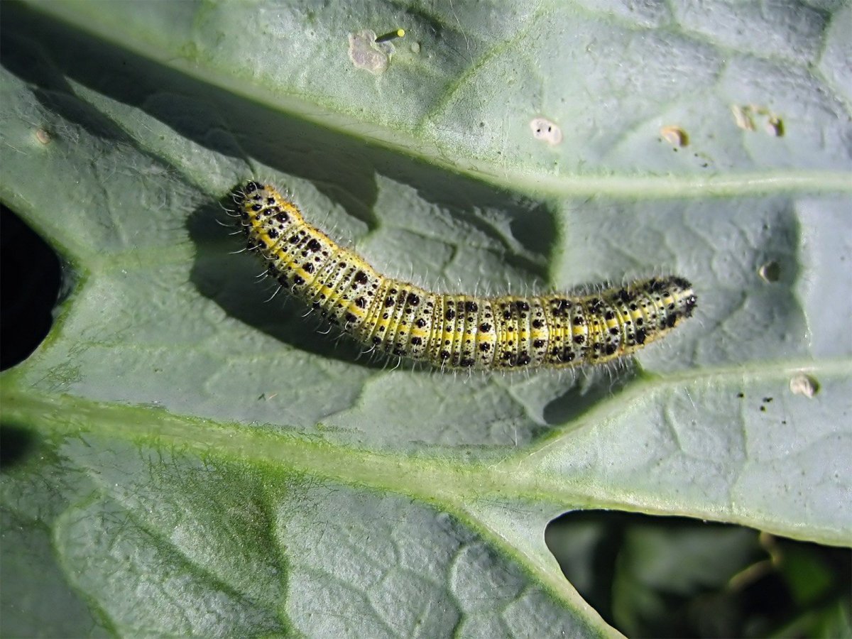 Зерновая совка гусеница