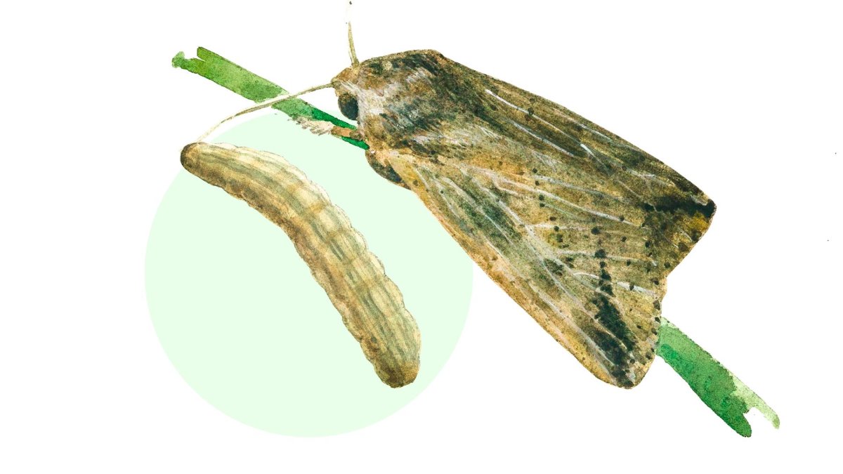 Гусеница Carthaea saturnioides гусеница