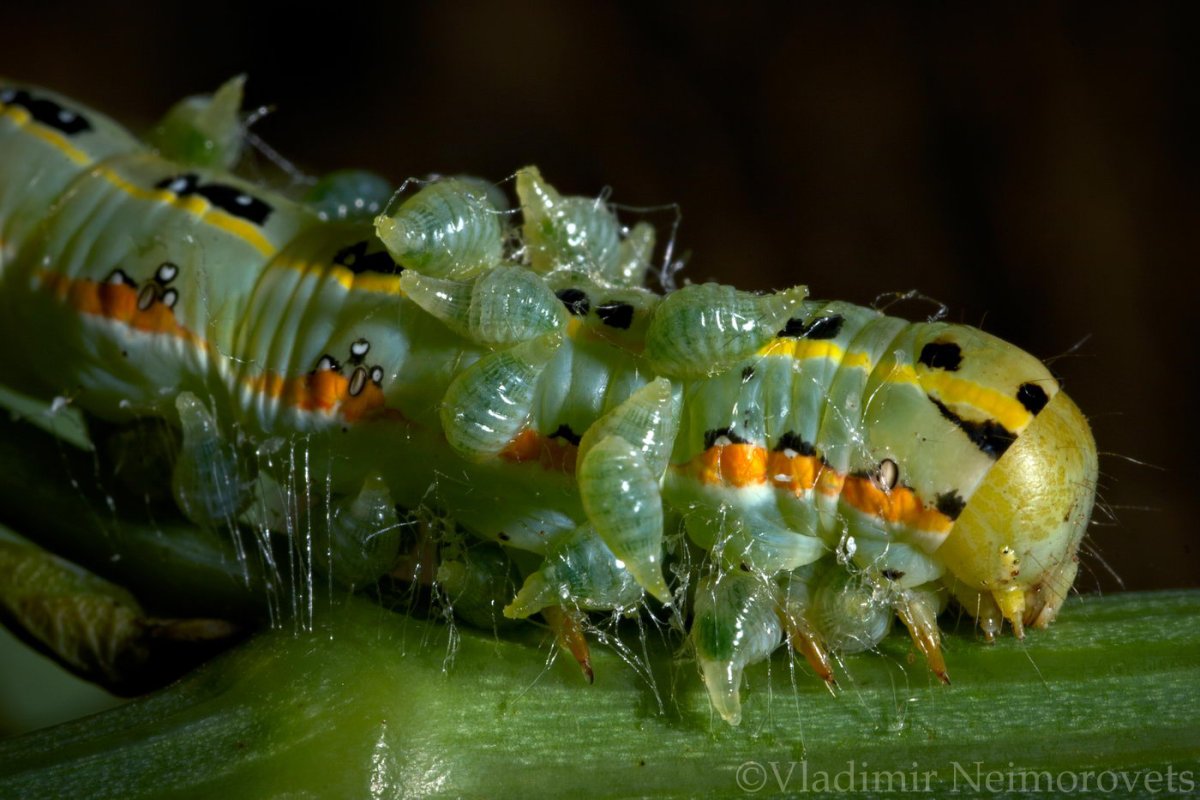 Гусеница Луговой совки