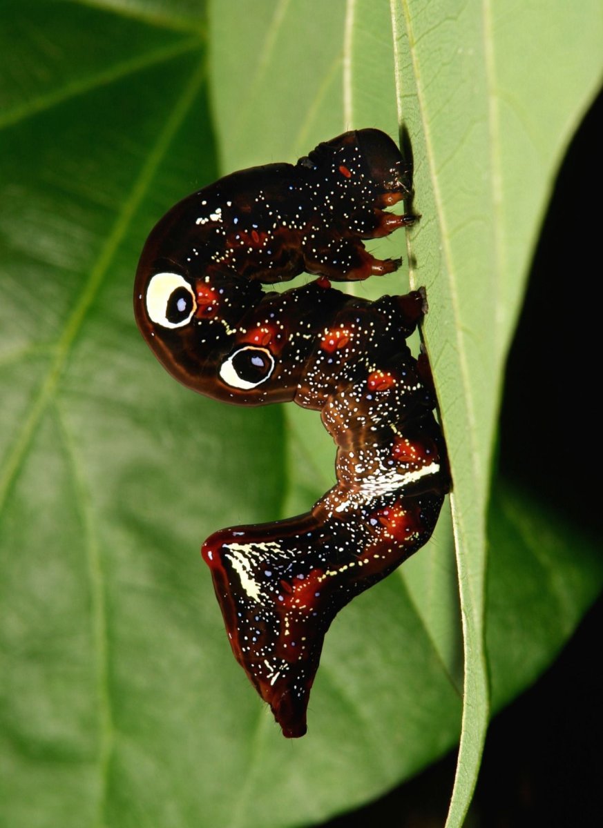 Гусеница медведка мохнатая