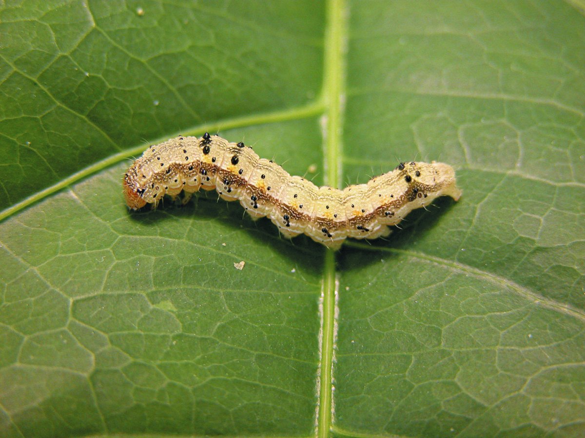 Зерновая совка гусеница