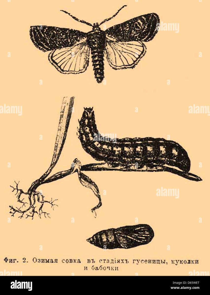 Acronicta rumicis Стрельчатка щавелевая