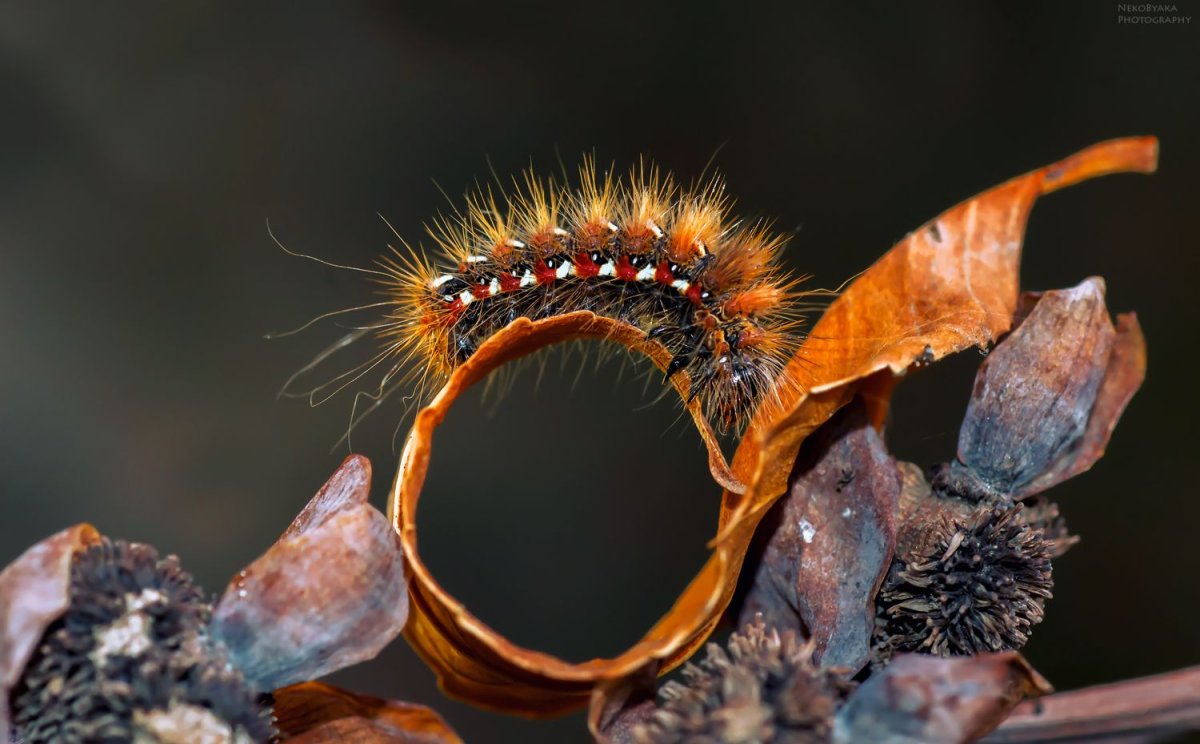 Гусеница совки Ипсилон