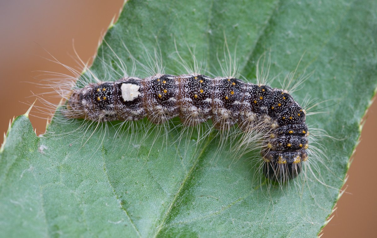 Стальниковая совка гусеницы