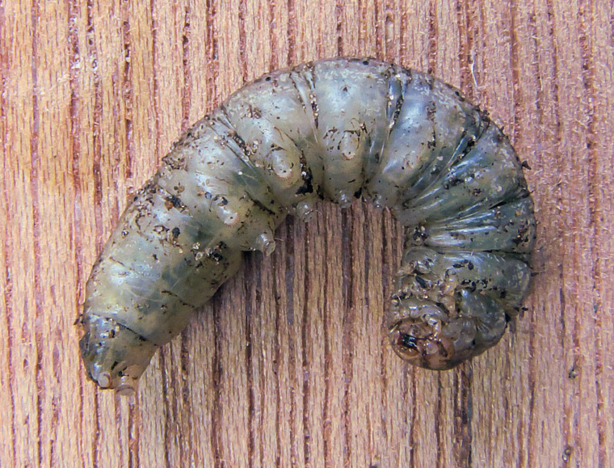 Катерпиллер гусеница зеленая