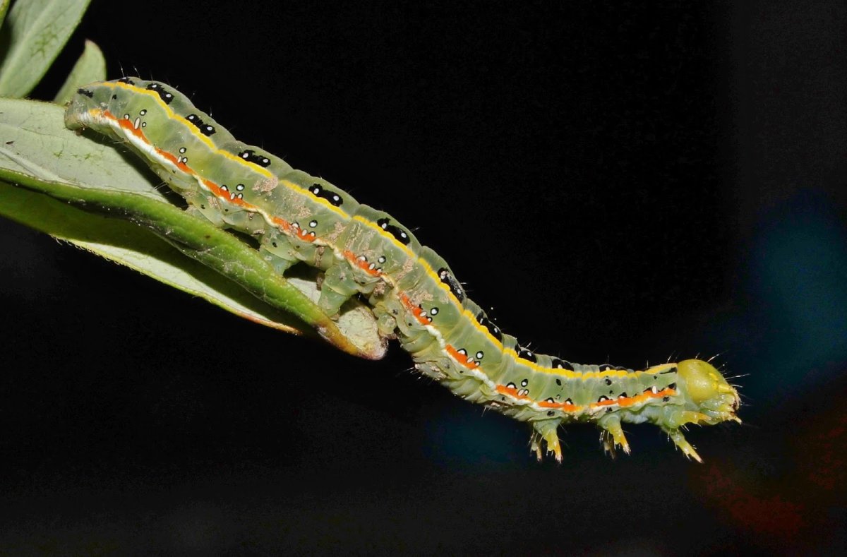 Совка щавелевая гусеница
