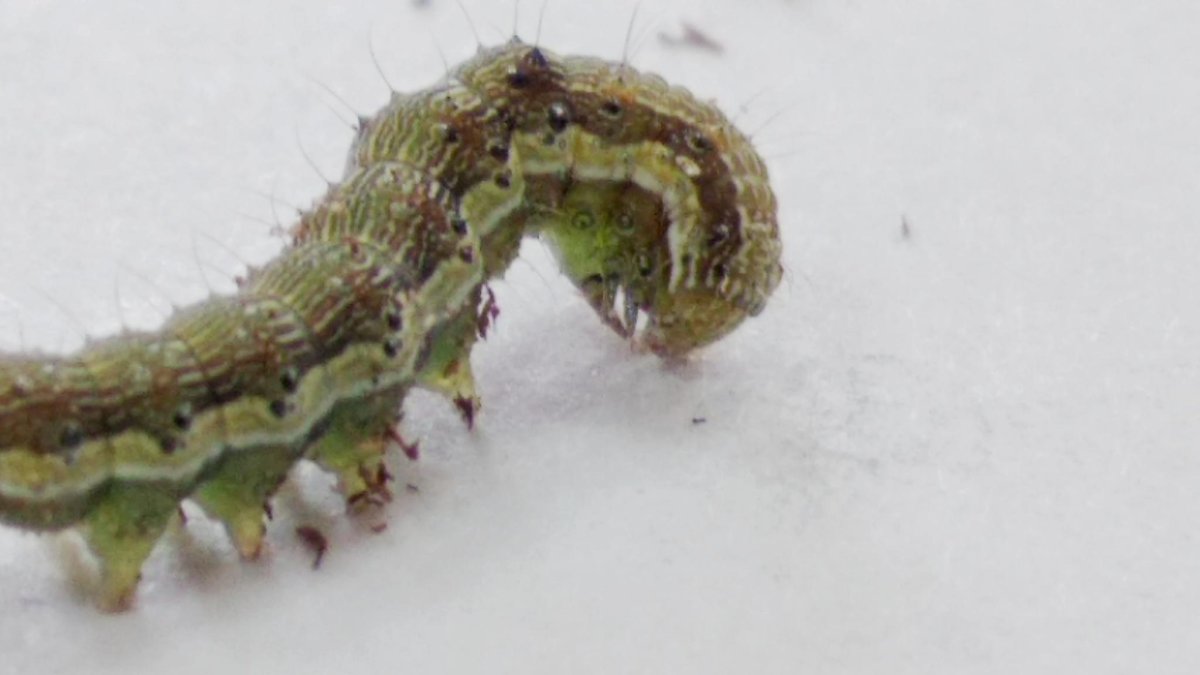 Гусеница Eudocima phalonia