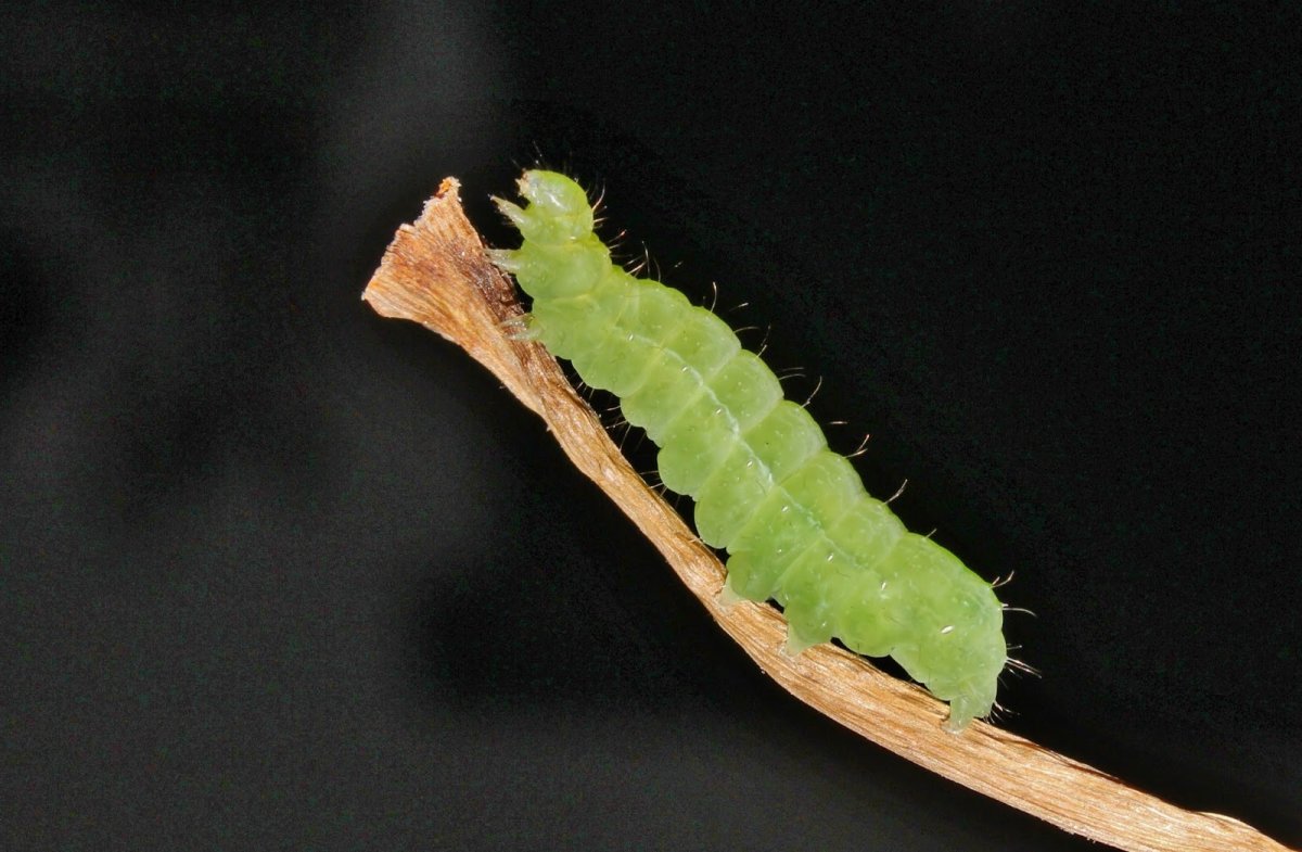 Гусеница Spodoptera